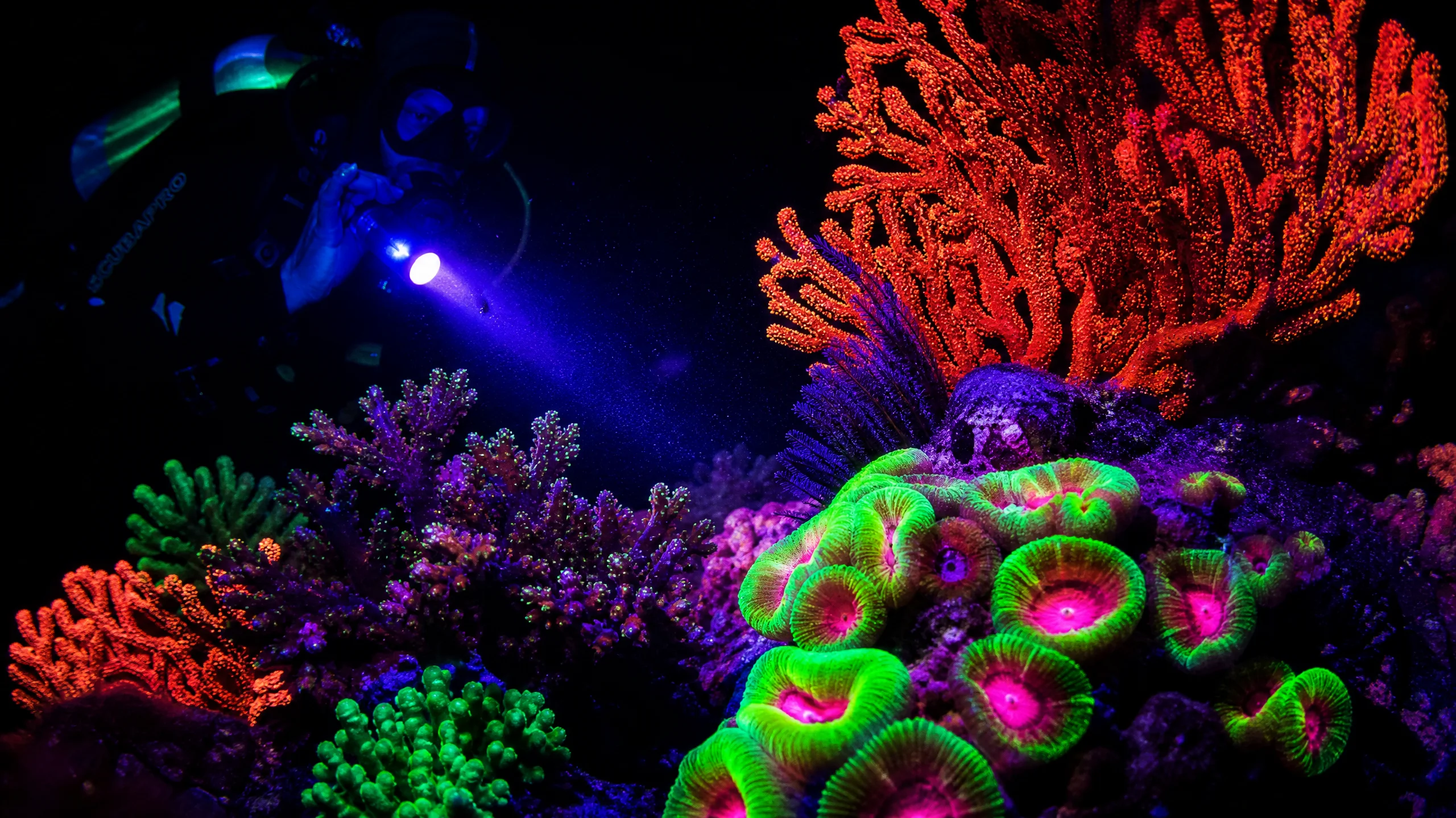 夜潜荧光珊瑚发出‍绚丽色彩